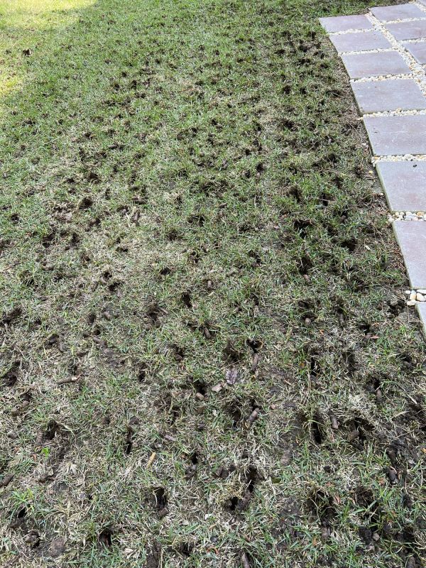 Garden Soil Aeration